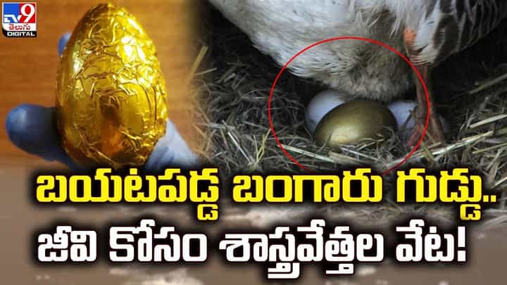 బయటపడ్డ బంగారు గుడ్డు.. జీవి కోసం శాస్త్రవేత్తల వేట !! బయటపడ్డ బంగారు గుడ్డు.. జీవి కోసం శాస్త్రవేత్తల వేట !!