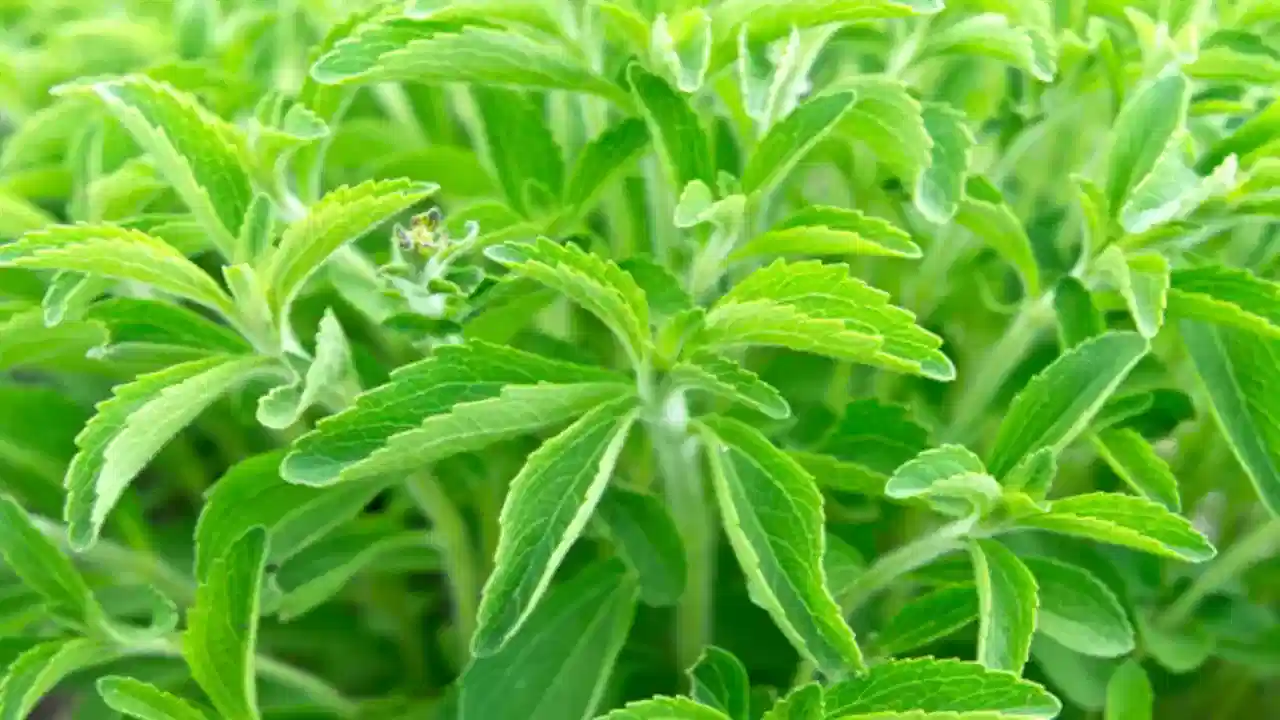 Stevia Leaves Powder: డయాబెటీస్ ని తరిమేసే పౌడర్ ఇదే.. ప్రేగులను కూడా శుభ్ర పరుస్తుంది!!