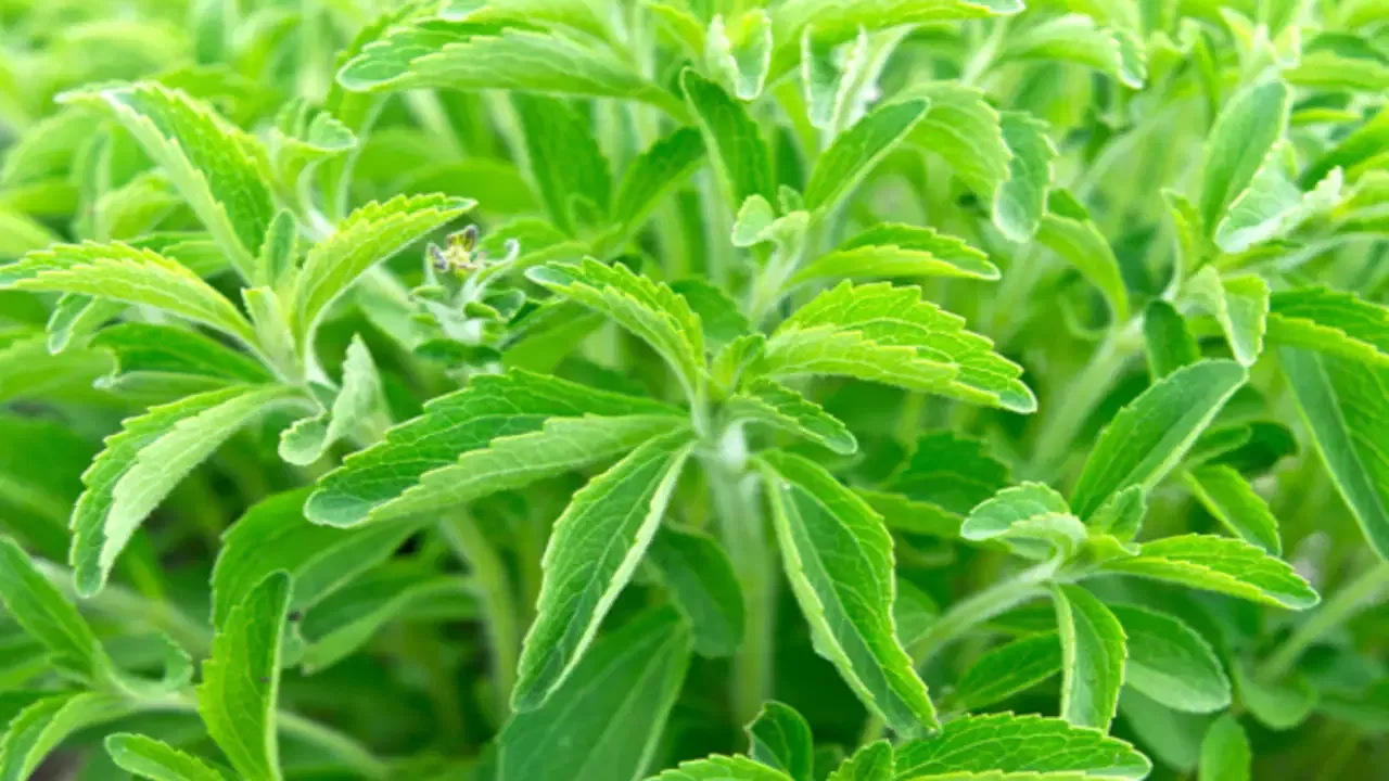 Stevia Leaves Powder: డయాబెటీస్ ని తరిమేసే పౌడర్ ఇదే.. ప్రేగులను కూడా శుభ్ర పరుస్తుంది!!