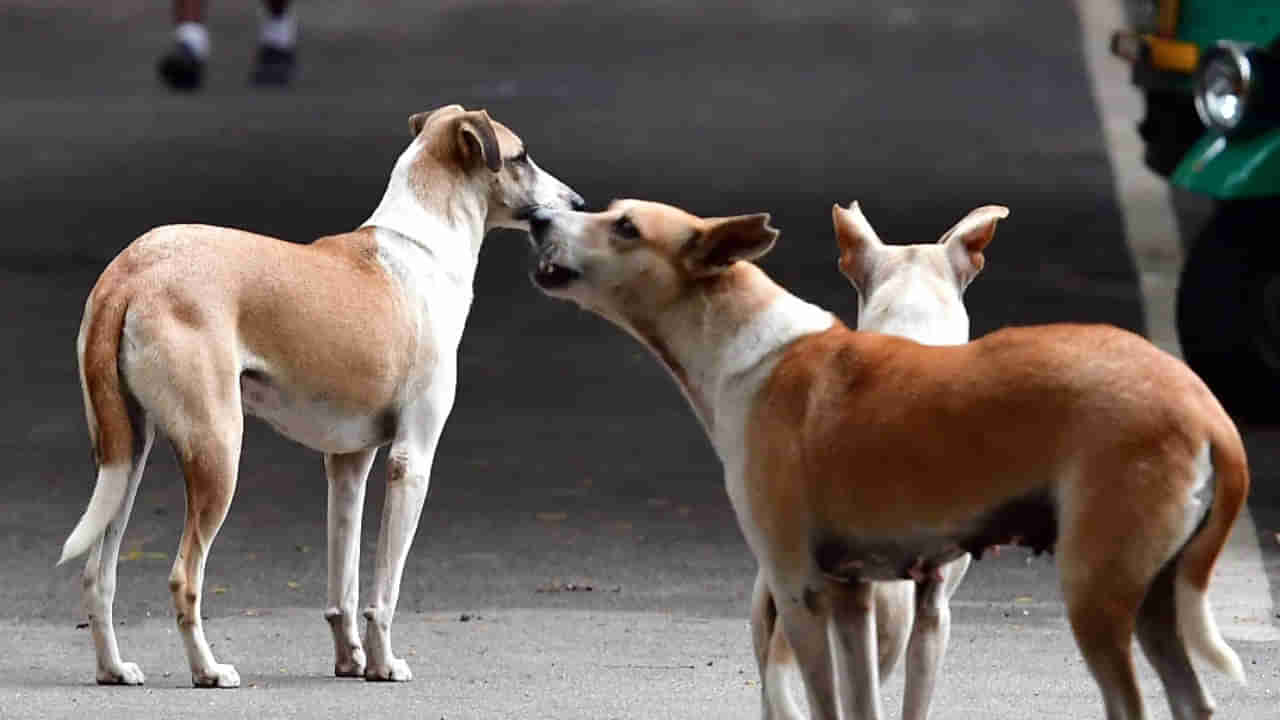 Dog Bite: కాశీబుగ్గలో వీధి కుక్కల స్వైర విహారం.. ఏకకాలంలో 20 మందిపై దాడి.. తీవ్ర గాయాలు..