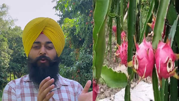 Success Story: విదేశంలో ఉద్యోగం వదిలేసి వ్యవసాయం మొదలు పెట్టిన యువకుడు.. యూట్యూబ్లో చూసి డ్రాగన్ సాగు.. లక్షల్లో సంపాదన