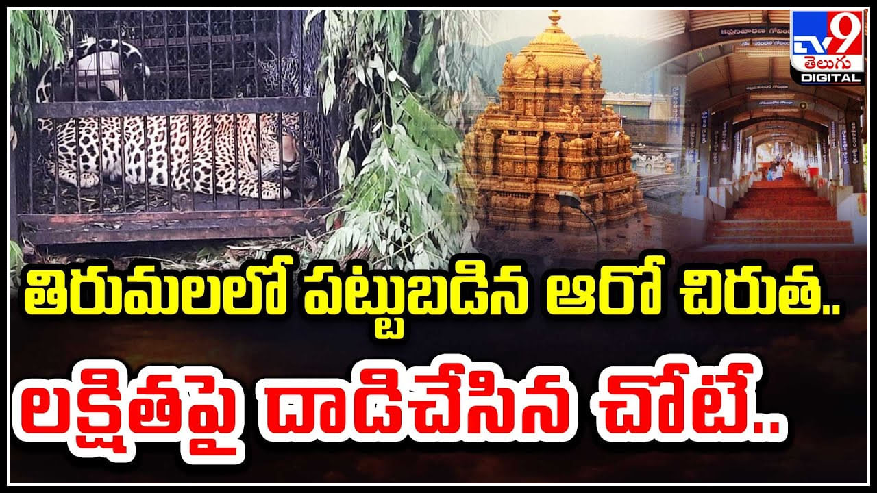 Cheetah in Tirumala: తిరుమలలో పట్టుబడిన ఆరో చిరుత.. లక్షితపై దాడిచేసిన చోటే..!