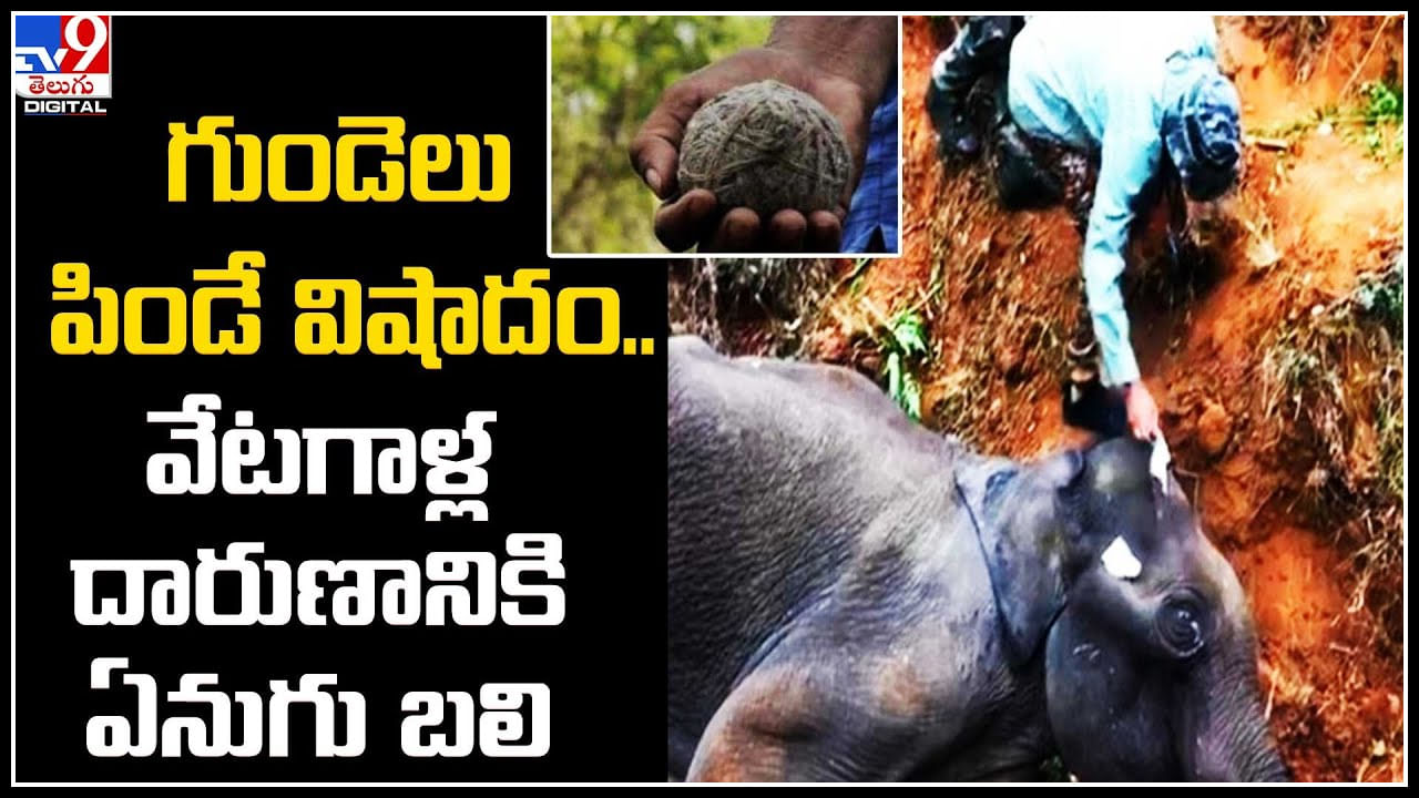 Elephant: గుండెలు పిండే విషాదం.. నోటిలో పేలిన నాటు బాంబు.. అరుస్తూ ఆర్తనాదాలు.. వీడియో.