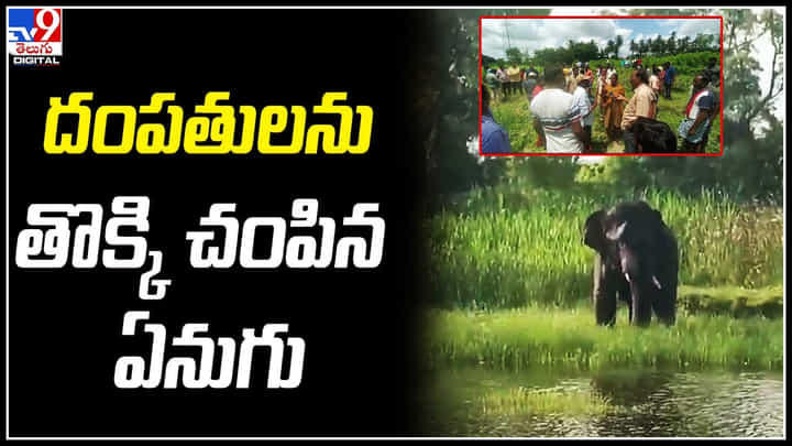 Elephant: చిత్తూరు జిల్లాలో ఏనుగు బీభత్సం.. దంపతులను తొక్కి చంపిన ఏనుగు. Elephant: చిత్తూరు జిల్లాలో ఏనుగు బీభత్సం.. దంపతులను తొక్కి చంపిన ఏనుగు.