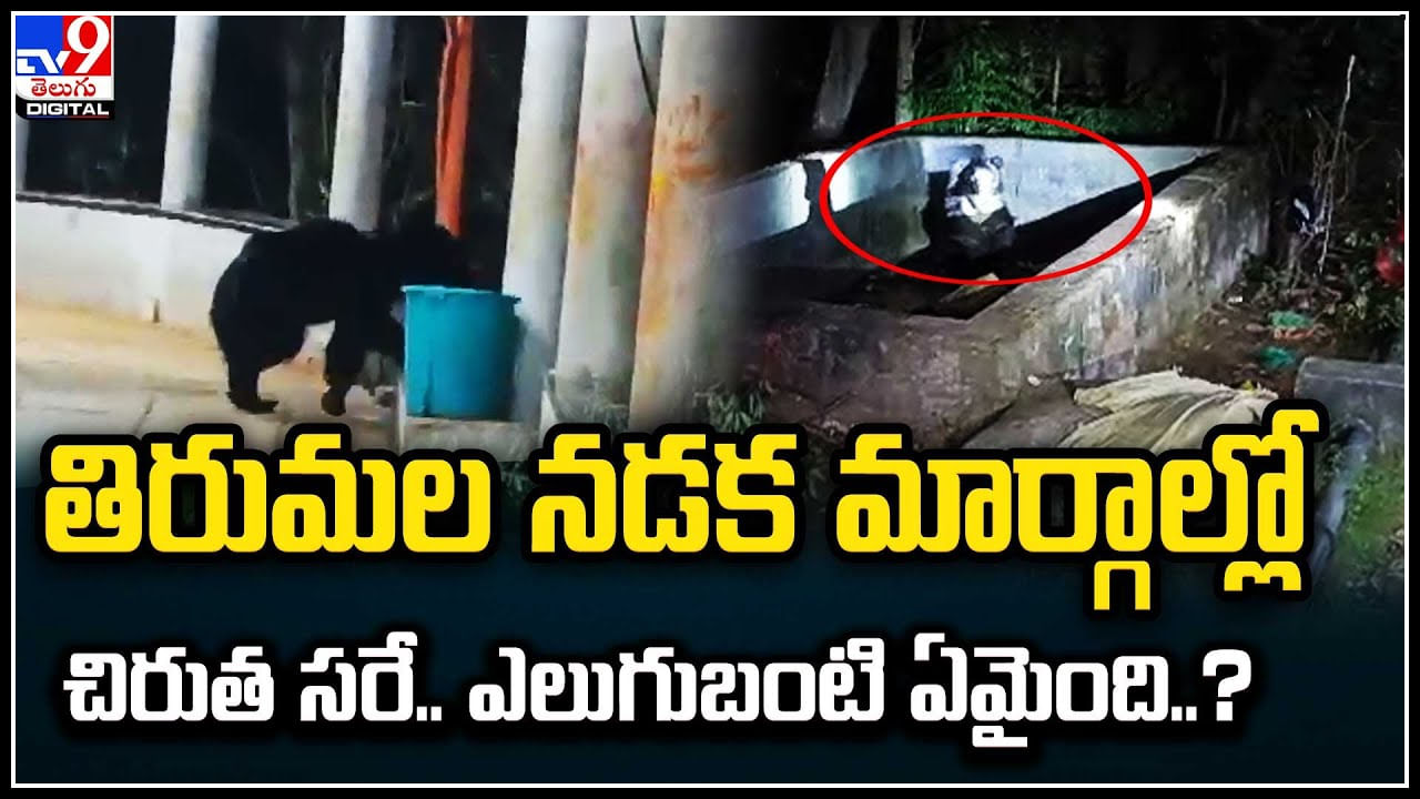 Bear in Tirumala: తిరుమల నడక మార్గాల్లో చిరుత సరే.. ఎలుగుబంటి ఏమైంది..?