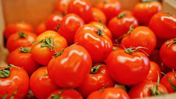 Heath Tips: షుగర్ పేషెంట్లు, గర్భిణీలు టమోటాలను తినొచ్చా..? నిపుణులు ఏమంటున్నారో తెలుసుకుందాం..