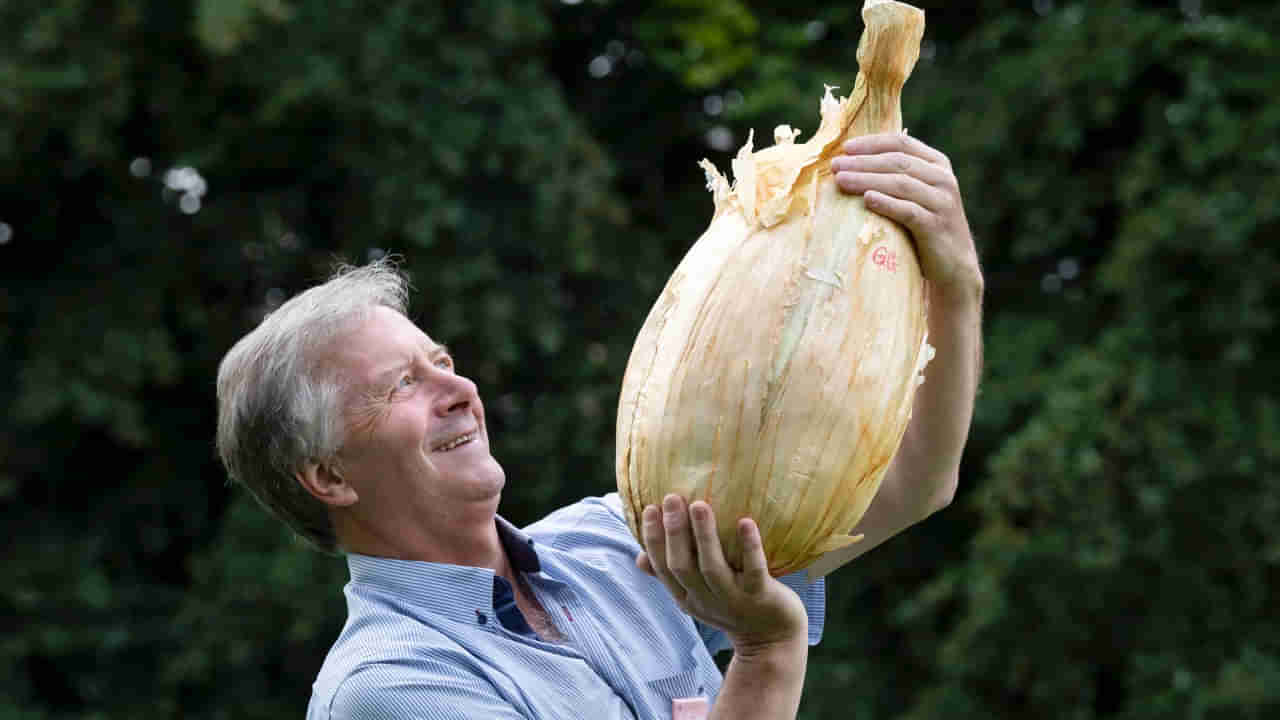 9 Kg Onion: ఉల్లిగడ్డ.. కాదు కాదు ఉల్లి కొండ.. దీని బరువు తెలిస్తే నోరెళ్లబెడతారు..