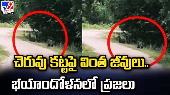 చెరువు కట్టపై వింత జీవులు.. భయాందోళనలో ప్రజలు చెరువు కట్టపై వింత జీవులు.. భయాందోళనలో ప్రజలు