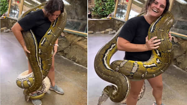 Viral Video: భారీ కొండ చిలువని చంటిపిల్లాడిలా భుజాన వేసుకున్న మహిళ.. షాకింగ్ వీడియో వైరల్..