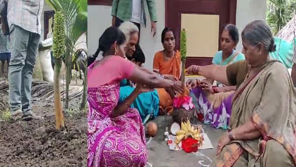 Konaseema: కంద దుంపకు అరటి గెల.. వీరబ్రహ్మం కాలజ్ఞానంలో చెప్పినట్టు జరిగిందంటూ పూజలు..