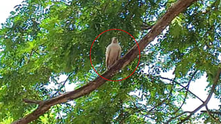 Raptadu: సీమ జిల్లాలో వైసీపీ స్ట్రాటజీ.. పరిటాల సునీతపై పోటీకి భానుమతి?