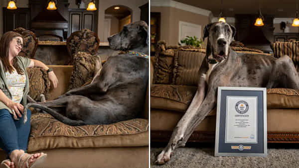 Tallest Dog: ప్రపంచంలోనే ఎత్తైన కుక్కగా గిన్నిస్ రికార్డుకెక్కిన జుయస్కు క్యాన్సర్..పలువురి సంతాపం..