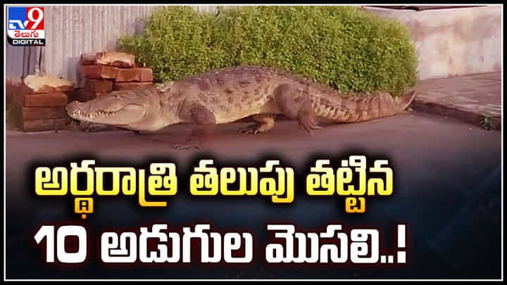 Crocodile: అర్థరాత్రి తలుపు తట్టిన 10 అడుగుల మొసలి..! సీసీ కెమెరాలో వీడియో రికార్డు. Crocodile: అర్థరాత్రి తలుపు తట్టిన 10 అడుగుల మొసలి..! సీసీ కెమెరాలో వీడియో రికార్డు.