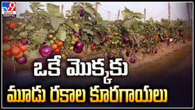 ఒకే మొక్కకు మూడు రకాల కూరగాయలు..! టమాటా + పొటాటో = పొమాటో. ఒకే మొక్కకు మూడు రకాల కూరగాయలు..! టమాటా + పొటాటో = పొమాటో.
