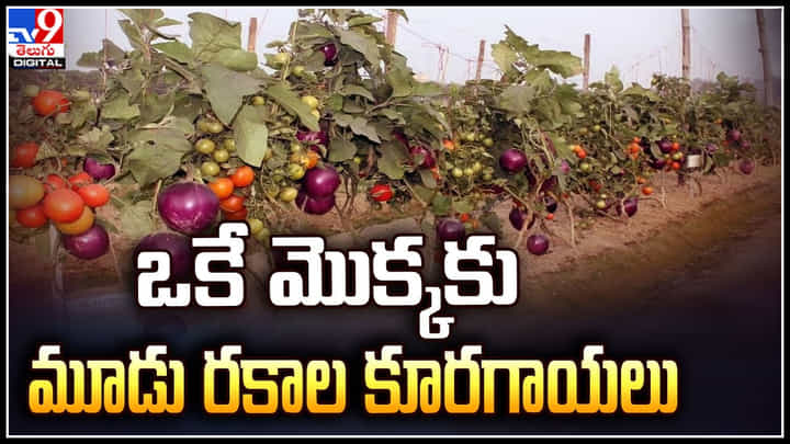 Viral: ఒకే మొక్కకు మూడు రకాల కూరగాయలు..! టమాటా + పొటాటో = పొమాటో. Viral: ఒకే మొక్కకు మూడు రకాల కూరగాయలు..! టమాటా + పొటాటో = పొమాటో.