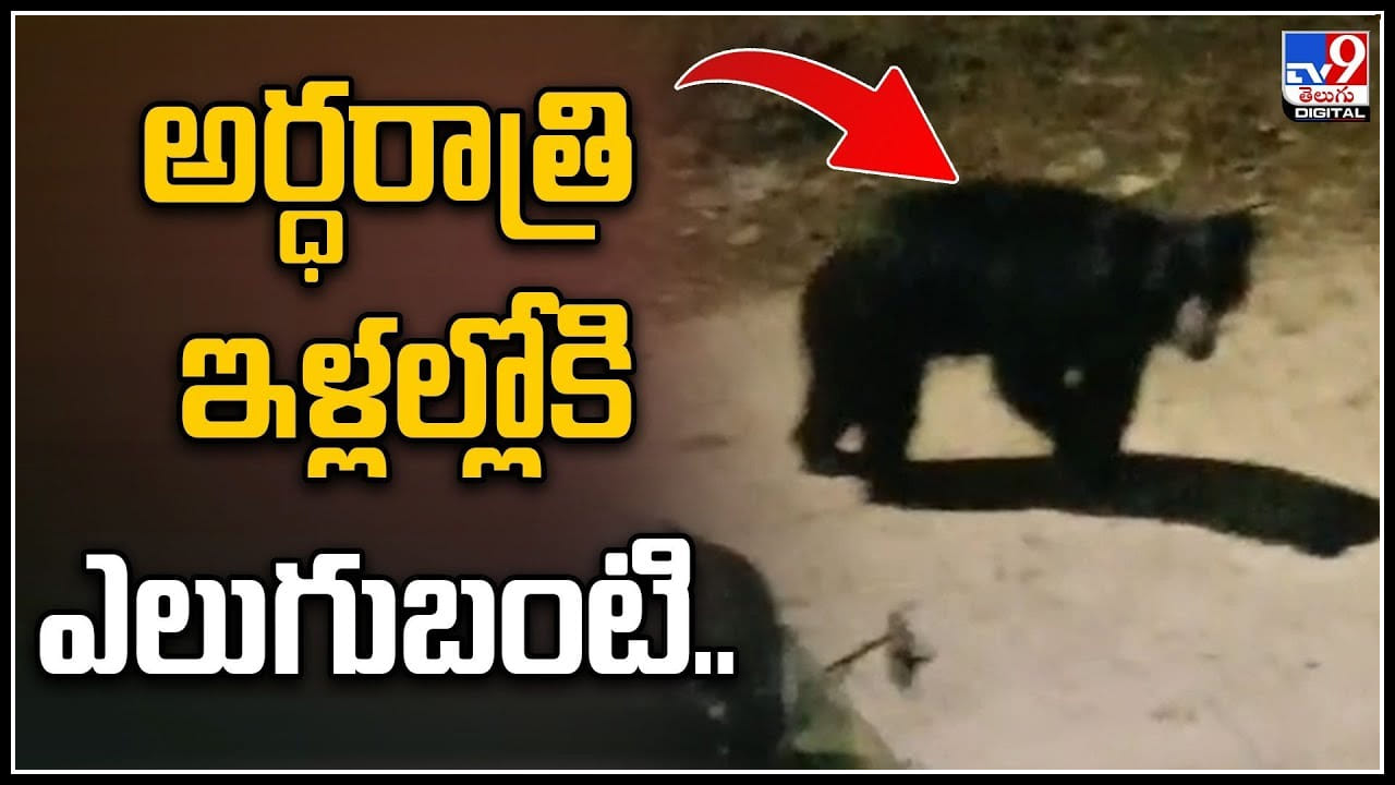 Bear Viral: అర్ధరాత్రి ఇళ్లల్లోకి ఎలుగుబంటి.. భయాందోళనలో గ్రామస్తులు. వీడియో వైరల్.. Bear Viral: అర్ధరాత్రి ఇళ్లల్లోకి ఎలుగుబంటి.. భయాందోళనలో గ్రామస్తులు. వీడియో వైరల్..