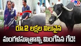 రూ.2 లక్షల విలువైన మంగళసూత్రాన్ని మింగేసిన గేదె..! రూ.2 లక్షల విలువైన మంగళసూత్రాన్ని మింగేసిన గేదె..!