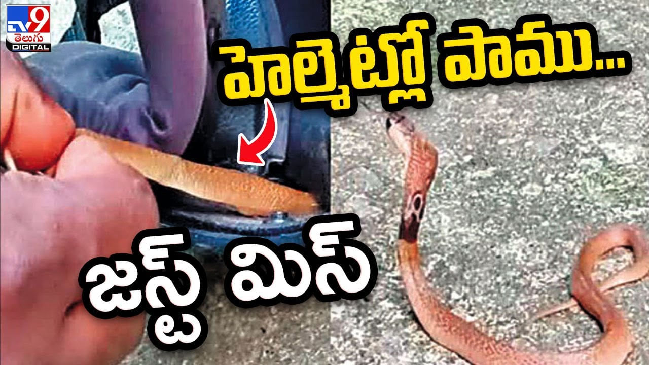 Snake in Helmet: హెల్మెట్లో పాము.. జస్ట్ మిస్..! బైక్‌పై లాక్‌చేసిన హెల్మెట్‌లో దూరిన పాము.