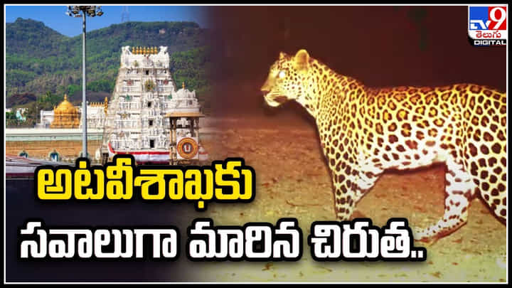 Viral: అటవీశాఖకు సవాలుగా మారిన చిరుత.. చిరుతను గుర్తించలేకపోతున్న సిబ్బంది. Viral: అటవీశాఖకు సవాలుగా మారిన చిరుత.. చిరుతను గుర్తించలేకపోతున్న సిబ్బంది.