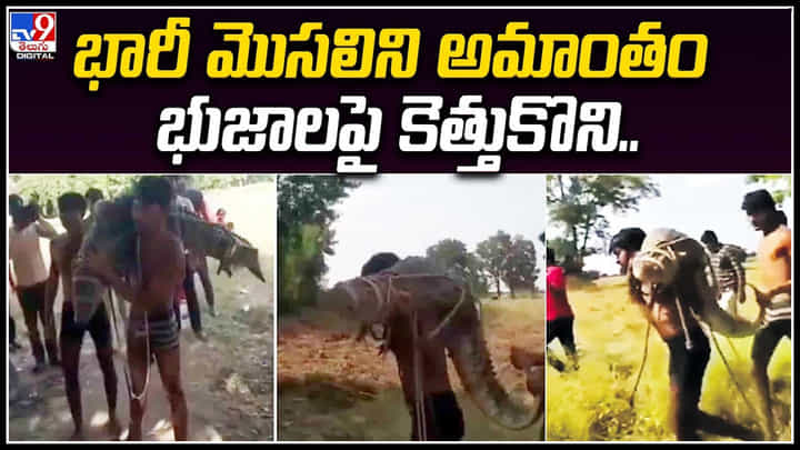 Crocodile: భారీ మొసలిని అమాంతం భుజాలపై కెత్తుకొని.. మోసుకెళ్లిన వ్యక్తి..! వీడియో వైరల్.. Crocodile: భారీ మొసలిని అమాంతం భుజాలపై కెత్తుకొని.. మోసుకెళ్లిన వ్యక్తి..! వీడియో వైరల్..