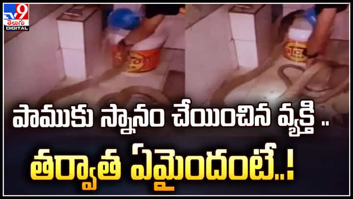 Bathing King Cobra: పాముకు స్నానం చేయించిన వ్యక్తి .. తర్వాత ఏమైందంటే..? వైరల్.. Bathing King Cobra: పాముకు స్నానం చేయించిన వ్యక్తి .. తర్వాత ఏమైందంటే..? వైరల్..