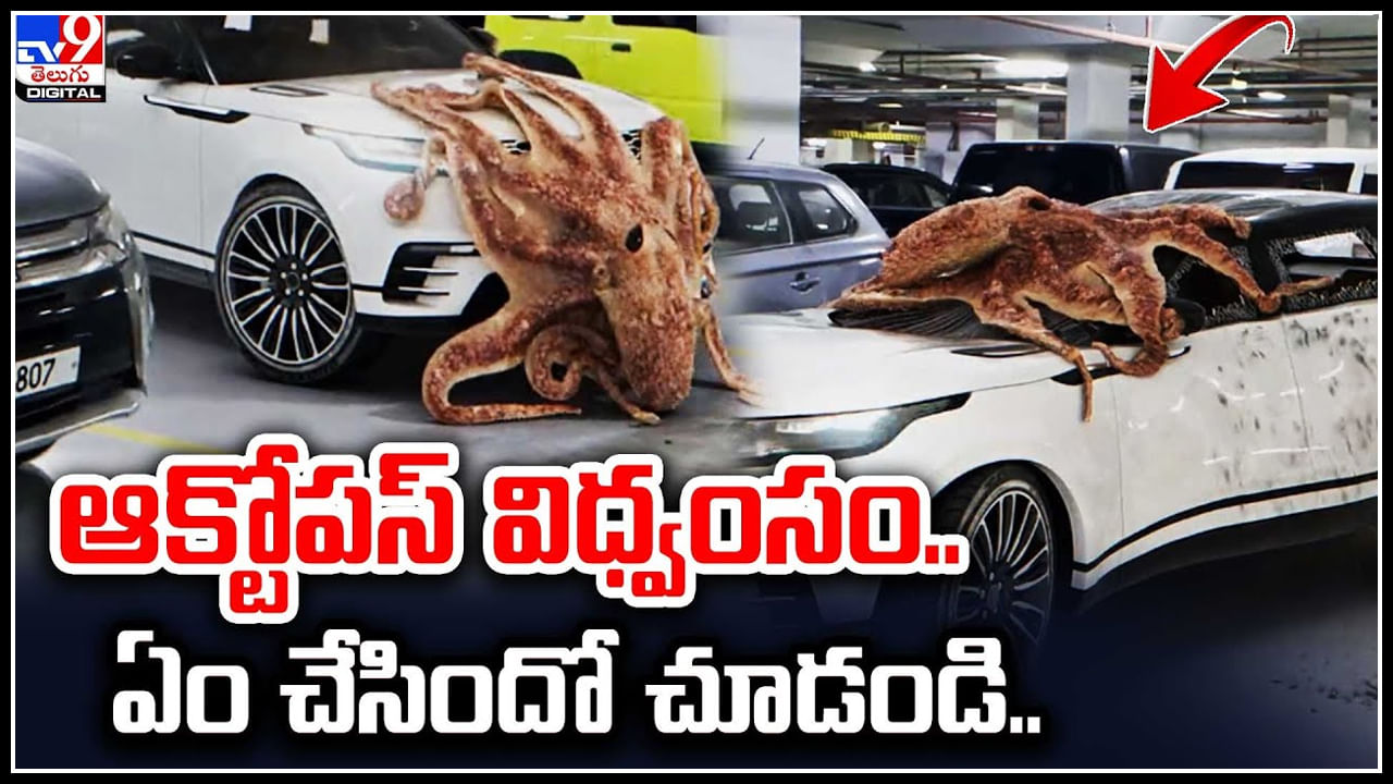 Octopus: సముద్రంలో ఉండాల్సిన ఆక్టోపస్‌ నగరంలో ప్రత్యక్షం.. కారెక్కి విద్వంసం.