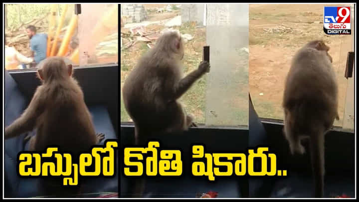 Monkey: బస్సులో కోతి షికారు.. విండో సీటులో కూర్చుని దర్జాగా కోతి ప్రయాణం.. Monkey: బస్సులో కోతి షికారు.. విండో సీటులో కూర్చుని దర్జాగా కోతి ప్రయాణం..