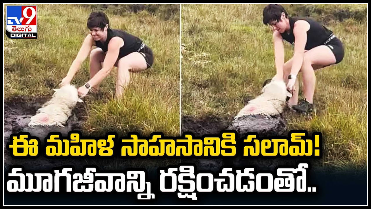 Woman Rescue Sheep: ఈ మహిళ సాహసానికి సలామ్..! మూగజీవాన్ని రక్షించడంతో..