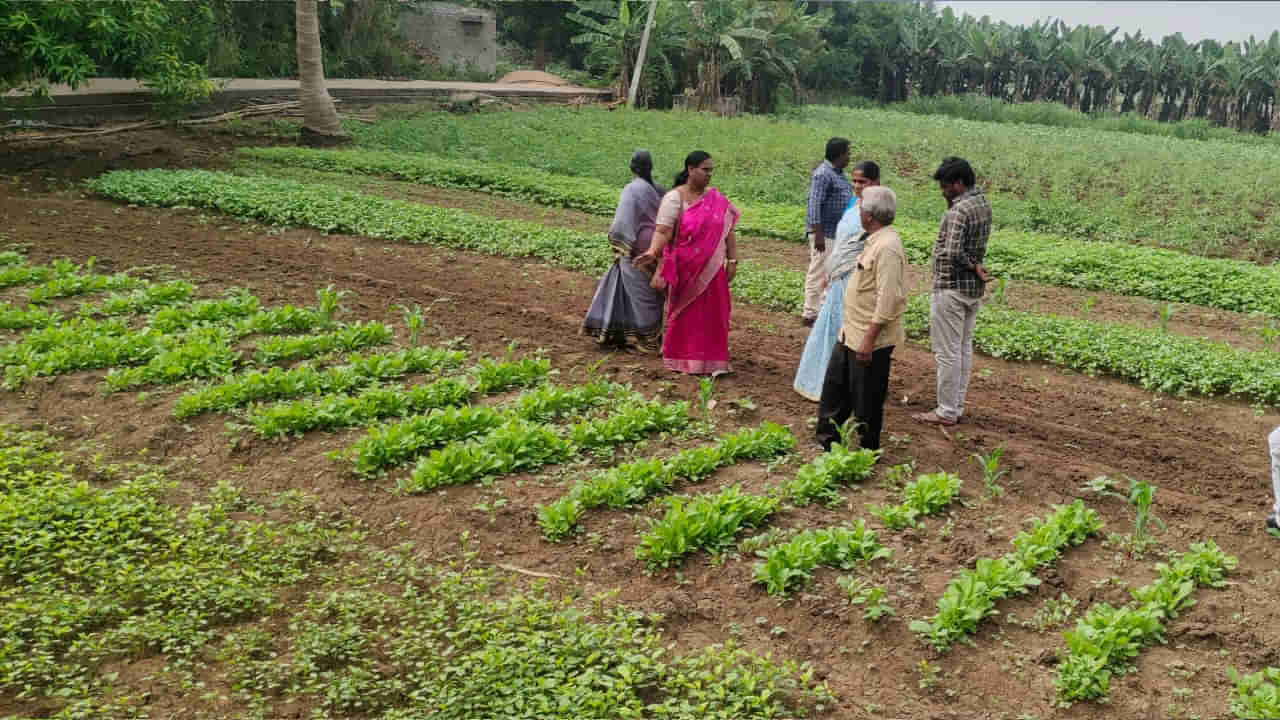 Agriculture ATM: వ్యవసాయంలోనూ ఏటీఎం మోడల్.. రైతన్నలకు కాసులు కురిపిస్తోన్న నూతన విధానం