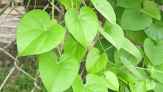 White vs Whole Wheat Bread: వైట్ బ్రెడ్.. హోల్ వీట్ బ్రెడ్.. ఏది ఆరోగ్యకరమైనది.. ఏది హానికరమో తెలుసా..