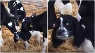 Viral Video: తాగిన మైకంలో కొండచిలువను మెడలో వేసుకుని చక్కర్లు కొడుతూ.. ఫోటోలు తీయమని హల్ చల్