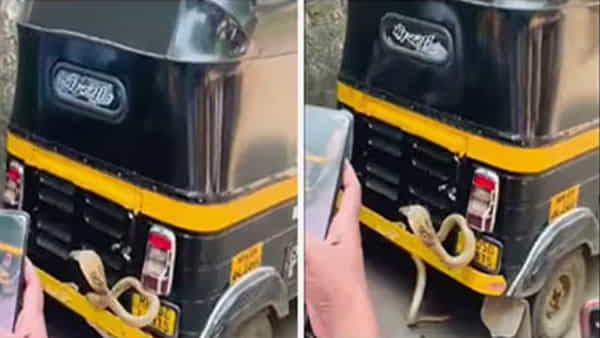 వామ్మో.. పట్టపగలు రద్దీగా ఉండే రోడ్డుపై కింగ్ కోబ్రా హల్చల్..! వీడియో చూశారంటే గుండె గుబేల్..
