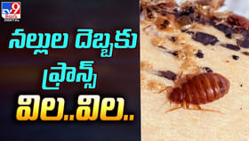 నల్లుల దెబ్బకు ఫ్రాన్స్ విల.. విల.. నల్లుల దెబ్బకు ఫ్రాన్స్ విల.. విల..