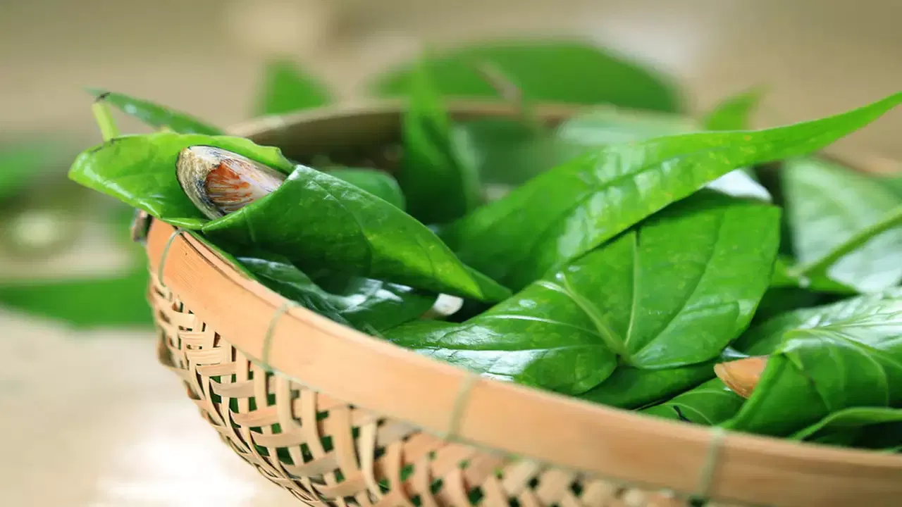 Betel Leaf Benefits: యూరిక్ యాసిడ్ తో ఇబ్బంది పడుతున్నారా.. అయితే తమల పాకుతో చెక్ పెట్టండి!