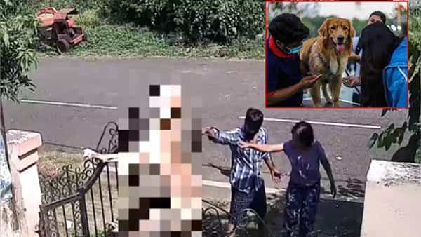 Watch Video: అయ్యో ఎంత ఘోరం.. కుక్కను గేటుకు వేలాడదీసి దారుణంగా చంపిన డాగ్ ట్రైనర్! వీడియో వైరల్