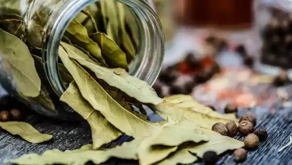 Biryani Leaf Benefits: ఈ బిర్యానీ ఆకు కేవలం ఆకు మాత్రమే కాదండోయ్.. బోలెడన్నీ ప్రయోజనాలు ఉన్నాయి!!