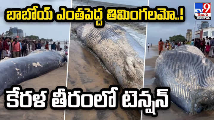 బాబోయ్ ఎంతపెద్ద తిమింగలమో !! కేరళ తీరంలో టెన్షన్ బాబోయ్ ఎంతపెద్ద తిమింగలమో !! కేరళ తీరంలో టెన్షన్