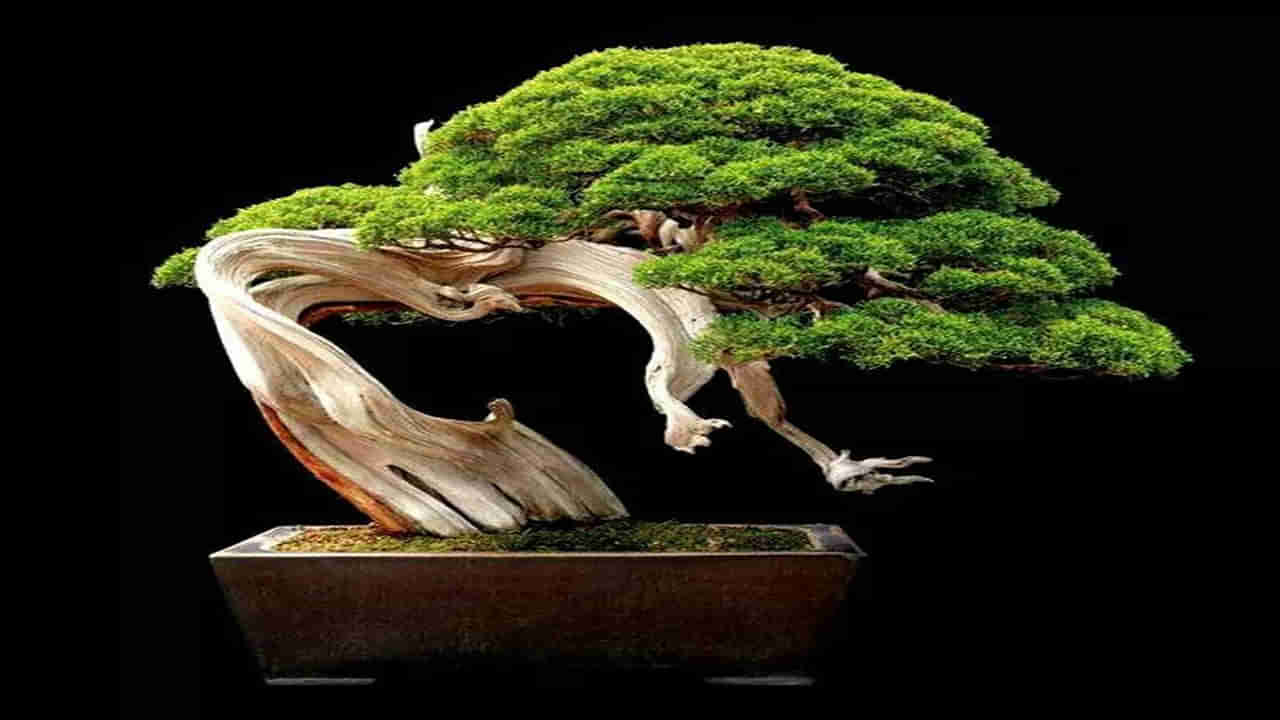 Bonsai Tree: బాబోయ్… ఈ బుల్లి చెట్టు ప్రపంచంలోనే అత్యంత ఖరీదు..! ముఖేష్ అంబానీ SUV కంటే కూడా..