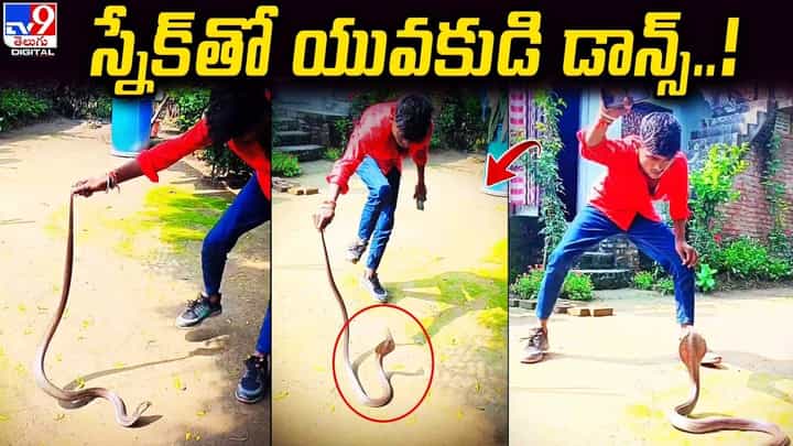 నాగుపాముతో యువకుడి ఆటలు.. ఇలాంటి సాహసాలు చేయొద్దంటున్న నెటిజన్లు నాగుపాముతో యువకుడి ఆటలు.. ఇలాంటి సాహసాలు చేయొద్దంటున్న నెటిజన్లు