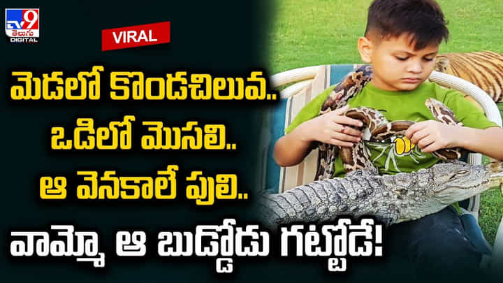 మెడలో కొండచిలువ.. ఒడిలో మొసలి.. ఆ వెనకాలే పులి.. వీడియో చూస్తే వణుకే.. మెడలో కొండచిలువ.. ఒడిలో మొసలి.. ఆ వెనకాలే పులి.. వీడియో చూస్తే వణుకే..