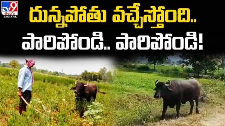 రెండు గ్రామాల ప్రజలను కంగారుపెడుతున్న దున్నపోతు రెండు గ్రామాల ప్రజలను కంగారుపెడుతున్న దున్నపోతు
