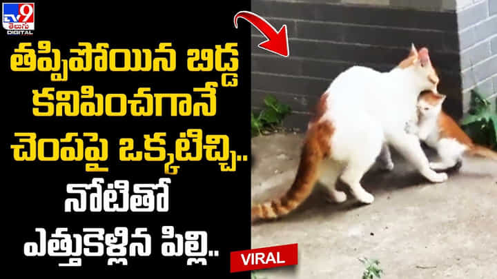 తప్పిపోయిన బిడ్డ కనిపించగానే చెంపపై ఒక్కటిచ్చి.. నోటితో ఎత్తుకెళ్లిన పిల్లి తప్పిపోయిన బిడ్డ కనిపించగానే చెంపపై ఒక్కటిచ్చి.. నోటితో ఎత్తుకెళ్లిన పిల్లి