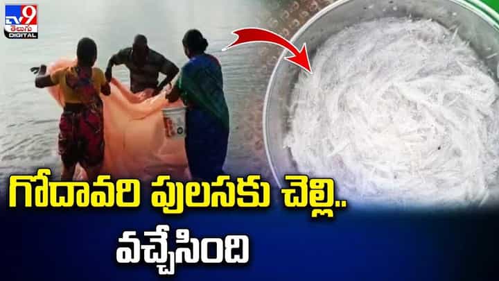 గుడ్ న్యూస్.. చీరమేను చేప వచ్చిందోచ్.. కేజీ ఎంతంటే ?? గుడ్ న్యూస్.. చీరమేను చేప వచ్చిందోచ్.. కేజీ ఎంతంటే ??