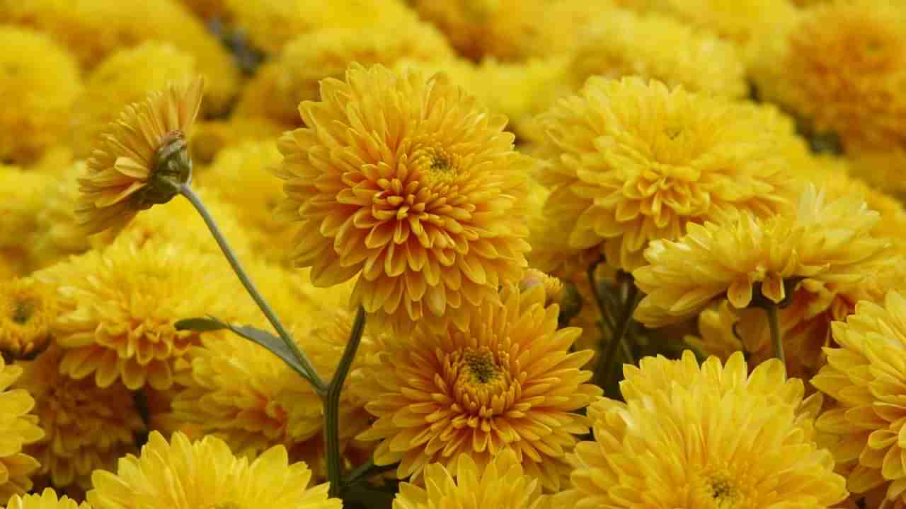 Chrysanthemum Flowers: చామంతి పూలతో పూజలే కాదు.. స్కిన్ ని కూడా మెరిపించుకోవచ్చిలా!