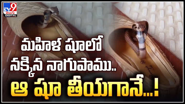 Cobra in Shoe: మహిళ షూలో నక్కిన నాగుపాము.. ఆ షూ తీయగానే బుసలు కొడుతూ లేచిన స్నేక్..! Cobra in Shoe: మహిళ షూలో నక్కిన నాగుపాము.. ఆ షూ తీయగానే బుసలు కొడుతూ లేచిన స్నేక్..!