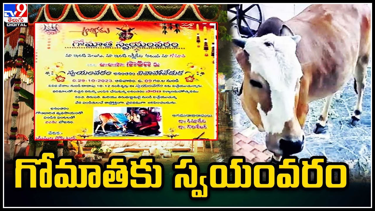 Cow Swayamvar: గోమాతకు స్వయంవరం.. పాల్గొన్న 12 జాతుల ఆంబోతులు. వైరల్ వీడియో.