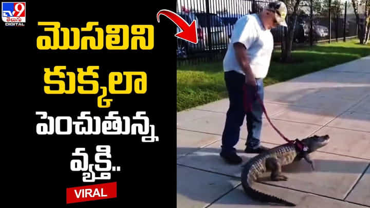 మొసలిని కుక్కలా పెంచుతున్న వ్యక్తి !! నోట్లో చేయిపెట్టినా కొరకదట మొసలిని కుక్కలా పెంచుతున్న వ్యక్తి !! నోట్లో చేయిపెట్టినా కొరకదట