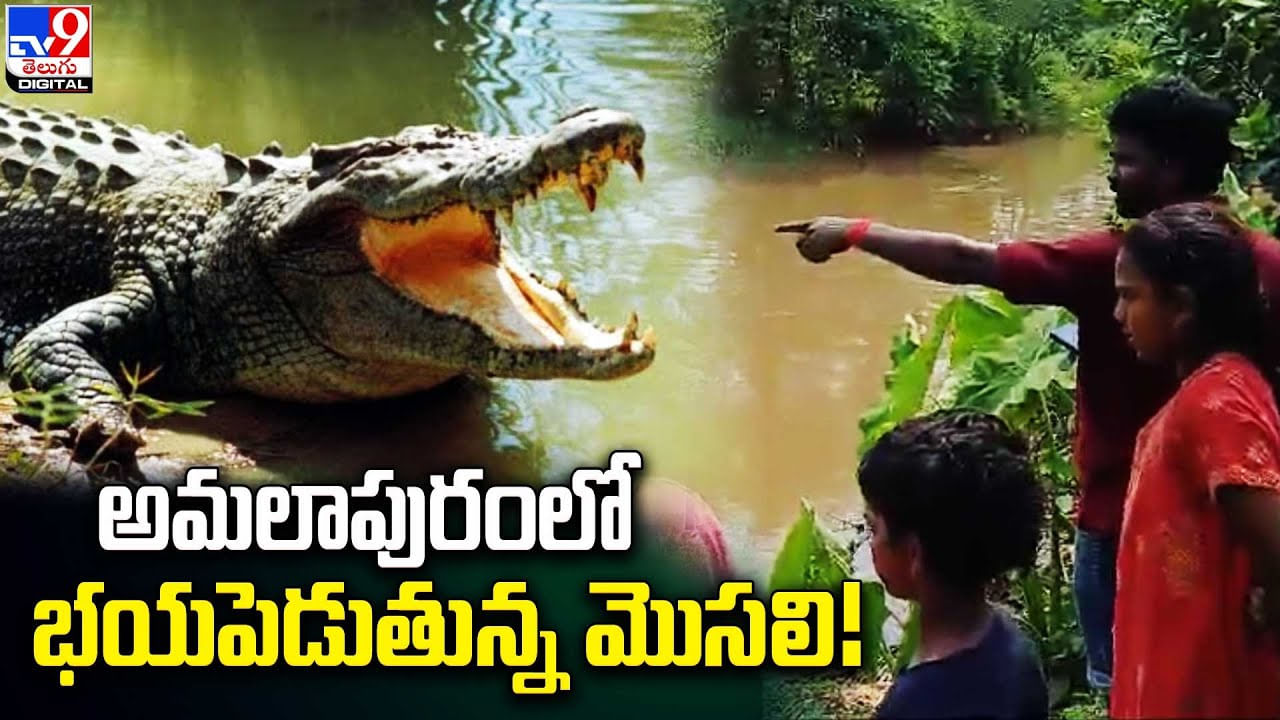 Crocodile: అమలాపురం లో భయపెడుతున్న మొసలి.! తీవ్ర భయాందోళనలో స్థానికులు.