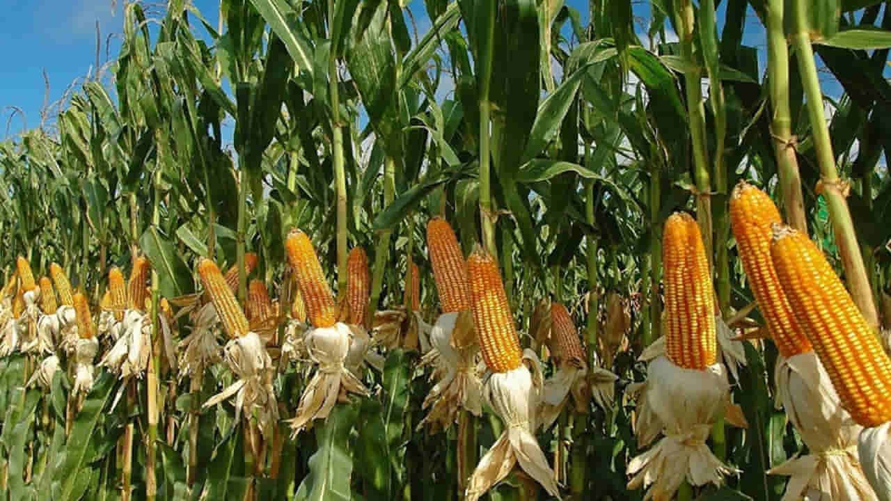 Andhra Pradesh: పైకేమో మొక్కజొన్న పంట.. లోనకెళ్లి చూడగా పోలీసులకు దిమ్మతిరిగిపోయింది..