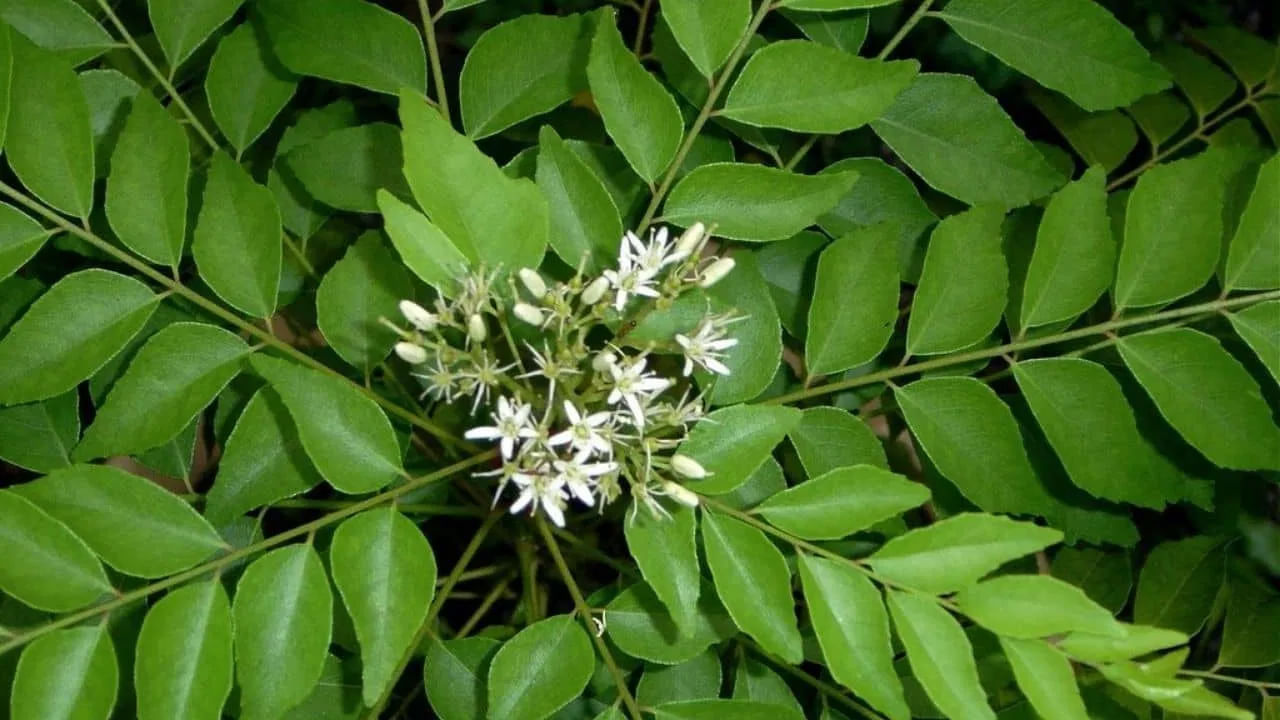 
రక్తహీనత నివారణకు: రక్తహీనత (హీమోగ్లోబిన్ లోపం) సమస్య మహిళల్లో తరచుగా కనిపిస్తుంది. కరివేపాకులో ఐరన్, విటమిన్ సి లభిస్తాయి. ఇది రక్తహీనతకు సహాయపడటమే కాకుండా, రోగనిరోధక శక్తిని పెంచుతుంది.  కరివేపాకు రోజూ తినే ఆహారంలో చేర్చుకున్నవారు మళ్లీ మళ్లీ అనారోగ్యం బారిన పడకుండా ఉంటారు.
